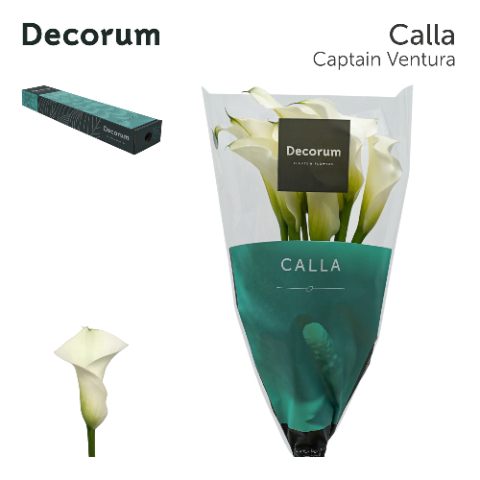 Calla Captain Ventura 60cm