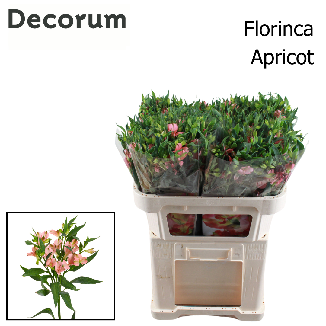 Alst Fl Char Apricot