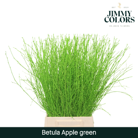 Birch Dyed Green 60cm