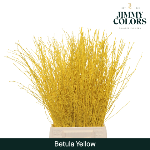 Birch Dyed Yellow 60cm