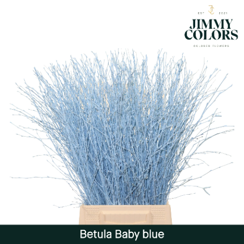 Birch Dyed Light Blue 60cm