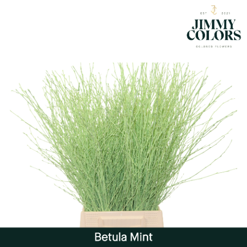 Birch Dyed Mint Green 60cm