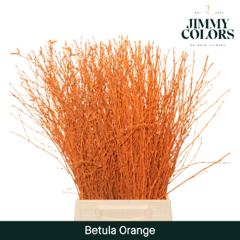 Birch Dyed Orange 60cm