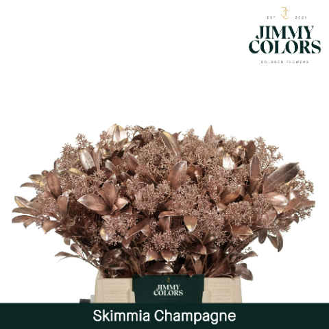 Skimmia Dyed Champagne 45cm