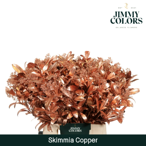 Skimmia Dyed Copper 45cm