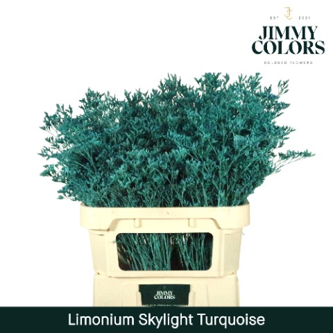 Limonium coloured H% Limonium Skylight L70 Klbh. Turquoise