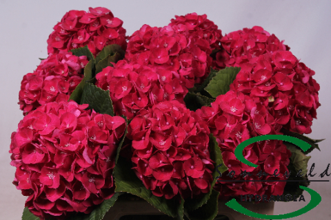 Hydr Exclusief Bordeaux